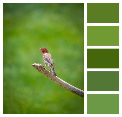 House Finch Nature Bird Image